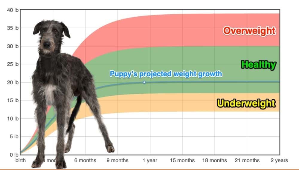 Irish Wolfhound Weight+Growth Chart 2024 How Heavy Will My Irish